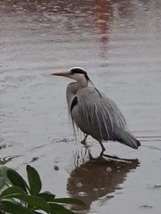 Ardea cinerea