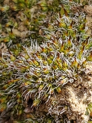 Grimmiaceae