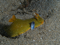 Tambja dracomus