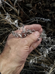 Artemisia ludoviciana