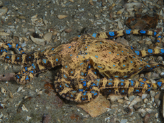 Hapalochlaena maculosa