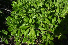 Scaevola taccada