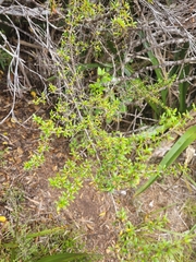 Coprosma pseudocuneata