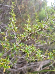 Coprosma pseudocuneata