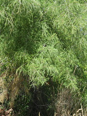 Sophora microphylla
