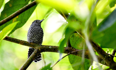 Thamnophilus multistriatus