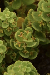Tetragonia decumbens
