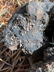 Capitotricha bicolor