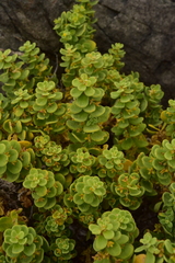 Tetragonia decumbens