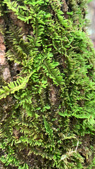 Callicladium imponens