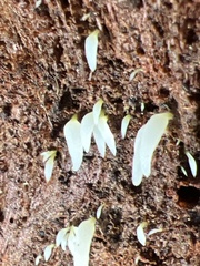 Mucronella fusiformis