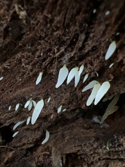 Mucronella fusiformis