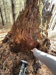 Mucronella fusiformis