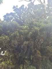 Libocedrus bidwillii