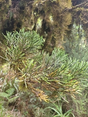 Libocedrus bidwillii