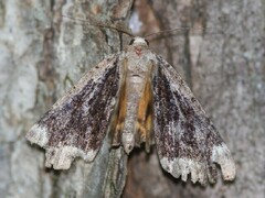 Catocala micronympha