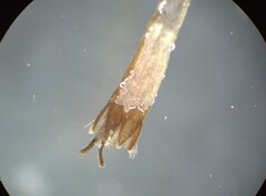 Chromolaena columbiana