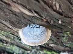 Hohenbuehelia grisea