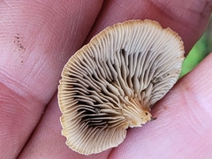 Hohenbuehelia grisea