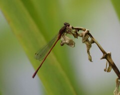 Xanthocnemis zealandica