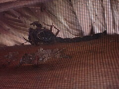 Centruroides margaritatus