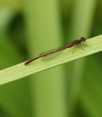 Xanthocnemis zealandica