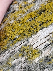 Candelariella rosulans