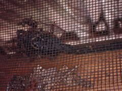 Centruroides margaritatus