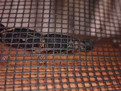 Centruroides margaritatus