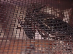 Centruroides margaritatus