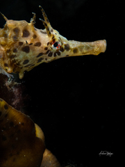 Hippocampus abdominalis