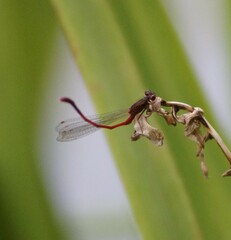 Xanthocnemis zealandica