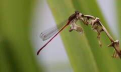 Xanthocnemis zealandica