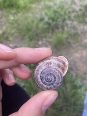 Otala punctata