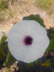 Ipomoea anisomeres