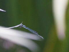 Austrolestes colensonis