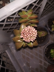 Persicaria capitata