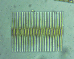 Fragilaria
