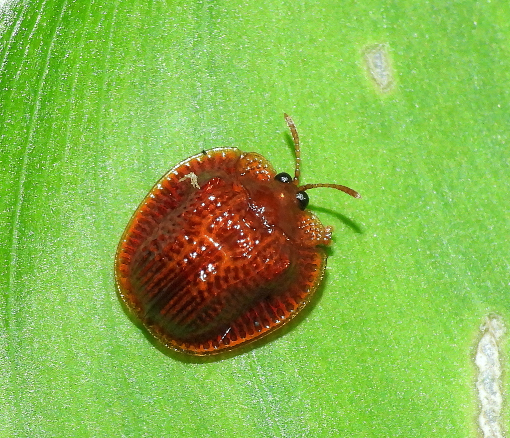 Spaethiella coccinea
