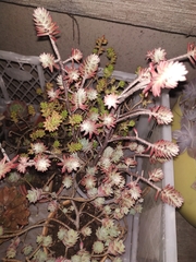Sedum griseum