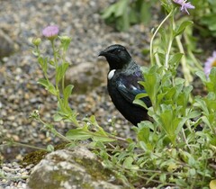 Prosthemadera novaeseelandiae novaeseelandiae