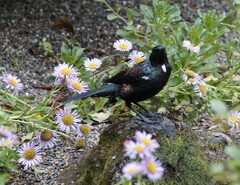 Prosthemadera novaeseelandiae novaeseelandiae