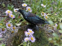 Prosthemadera novaeseelandiae novaeseelandiae