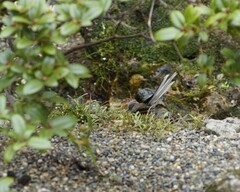 Rhipidura fuliginosa