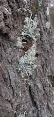 Cladonia coniocraea