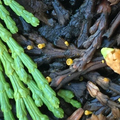 Chloroscypha alutipes