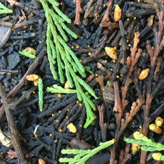 Chloroscypha alutipes