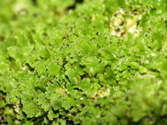Physcia dubia