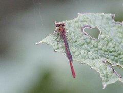 Xanthocnemis zealandica