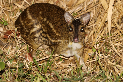 White-spotted Chevrotain